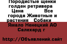 Породистые щенки голден ретривера › Цена ­ 25 000 - Все города Животные и растения » Собаки   . Ямало-Ненецкий АО,Салехард г.